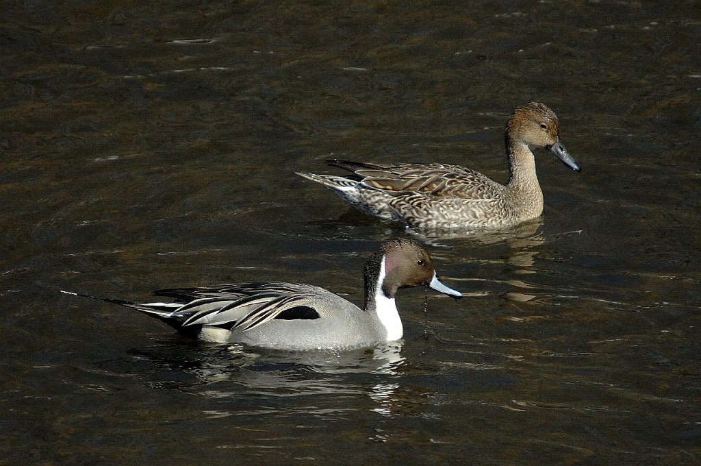 Duck, Northern Pintail, 2007-03017221.jpg - Northern Pintail, Blackstone Valley Bike Trail, Millbury, MA, 3-1-2007